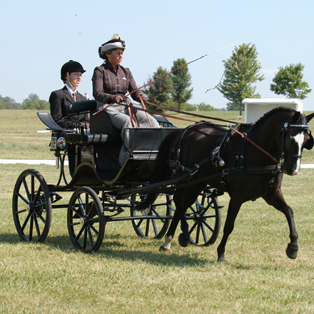 Carriage Driving - Overseas Bennington Owners Photos 2008